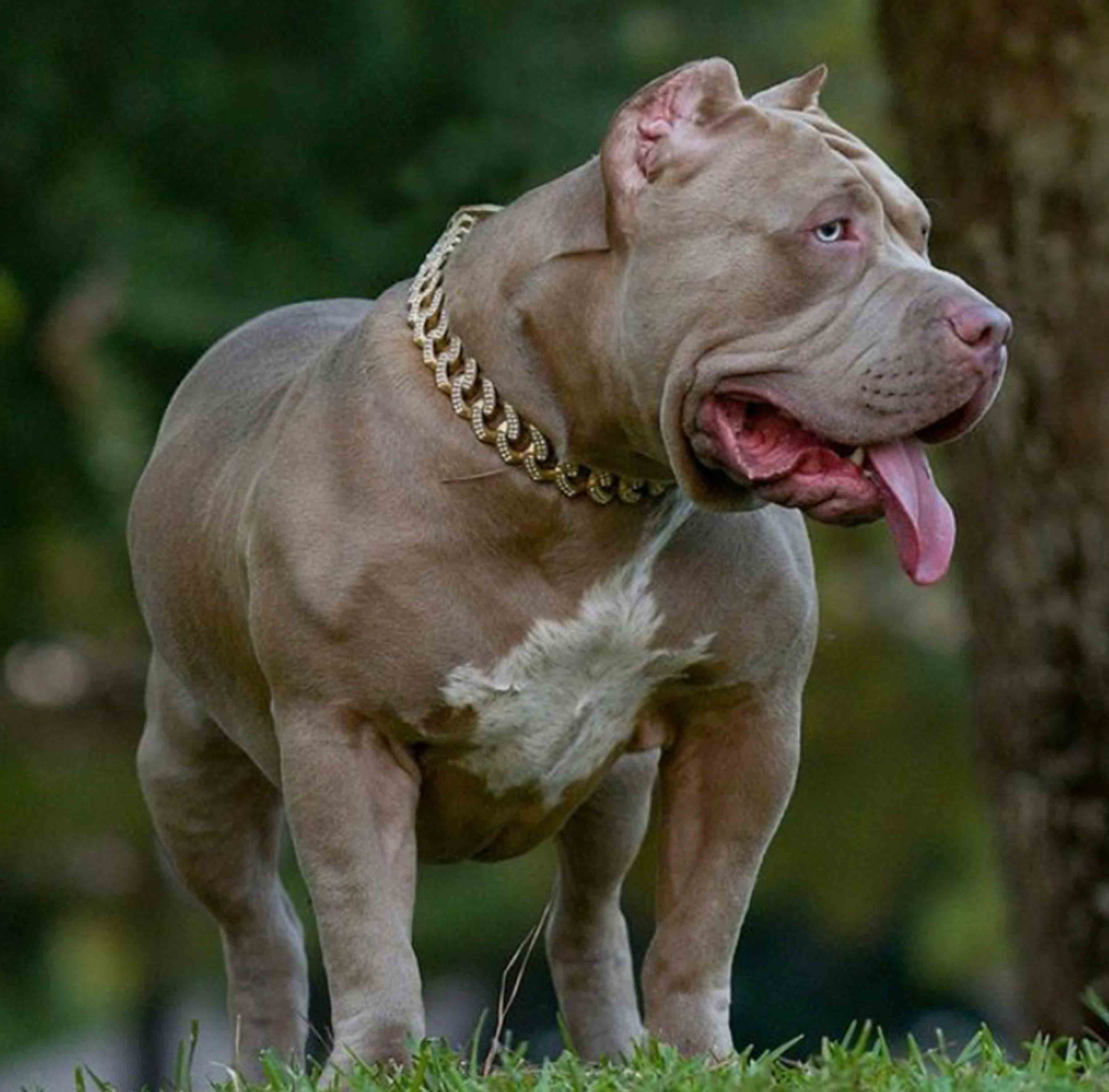 XXL Champagne color American bully with the best bloodline shows his muscles